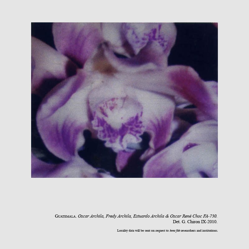 Chysis archilae